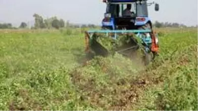 Yer fıstığı toprağın altında da üstünde de milli servete dönüştü Yer fıstığı toprağın altında da üstünde de milli servete dönüştü