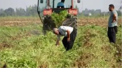 Yer fıstığı toprağın altında da üstünde de milli servete dönüştü Yer fıstığı toprağın altında da üstünde de milli servete dönüştü