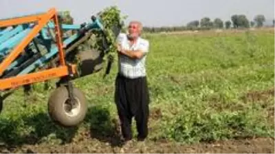Yer fıstığı toprağın altında da üstünde de milli servete dönüştü Yer fıstığı toprağın altında da üstünde de milli servete dönüştü