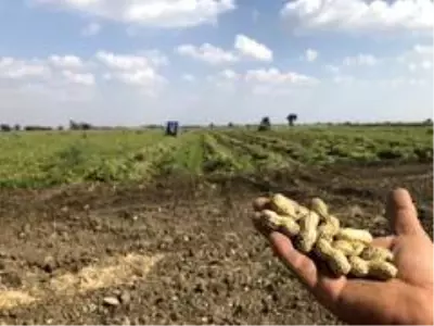 Yer fıstığı toprağın altında da üstünde de milli servete dönüştü Yer fıstığı toprağın altında da üstünde de milli servete dönüştü