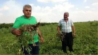 Yer fıstığı toprağın altında da üstünde de milli servete dönüştü Yer fıstığı toprağın altında da üstünde de milli servete dönüştü