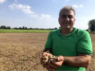 Yer fıstığı toprağın altında da üstünde de milli servete dönüştü Yer fıstığı toprağın altında da üstünde de milli servete dönüştü
