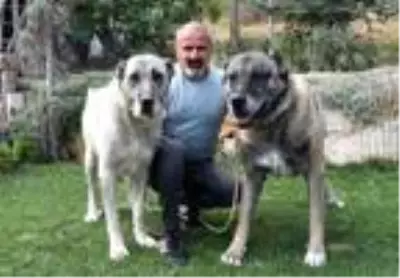 Vali Ayhan: 'Anadolu aslanı' tartışması iki köpeğin de reklamı oldu Vali Ayhan: 'Anadolu aslanı' tartışması iki köpeğin de reklamı oldu