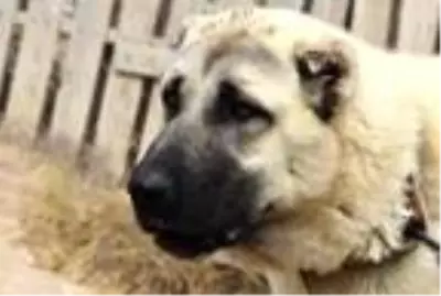 Vali Ayhan: 'Anadolu aslanı' tartışması iki köpeğin de reklamı oldu Vali Ayhan: 'Anadolu aslanı' tartışması iki köpeğin de reklamı oldu
