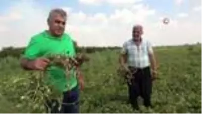Yer fıstığı toprağın altında da üstünde de milli servete dönüştü Yer fıstığı toprağın altında da üstünde de milli servete dönüştü