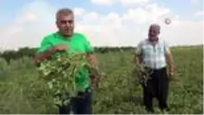 Yer fıstığı toprağın altında da üstünde de milli servete dönüştü Yer fıstığı toprağın altında da üstünde de milli servete dönüştü