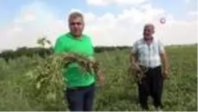 Yer fıstığı toprağın altında da üstünde de milli servete dönüştü Yer fıstığı toprağın altında da üstünde de milli servete dönüştü
