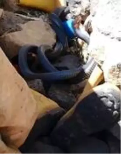 Yılanların çiftleşme dansını çekmek isterken neye uğradıklarını şaşırdılar Yılanların çiftleşme dansını çekmek isterken neye uğradıklarını şaşırdılar