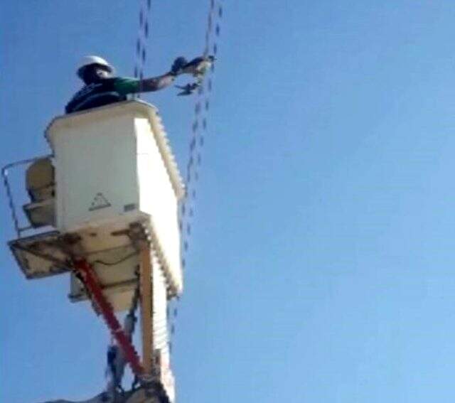 Ayaklarına kuş ölüsü bağlanıp, başına maske takılan şahin kurtarıldı