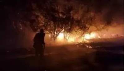 Son dakika... Bingöl'de yangın, bazı ağaçlar zarar gördü Son dakika... Bingöl'de yangın, bazı ağaçlar zarar gördü