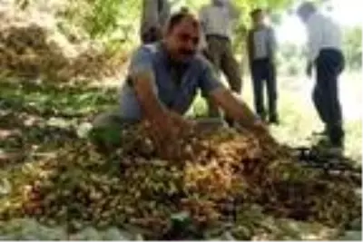 Bitlis'te Siirt fıstığının hasadı başladı Bitlis'te Siirt fıstığının hasadı başladı