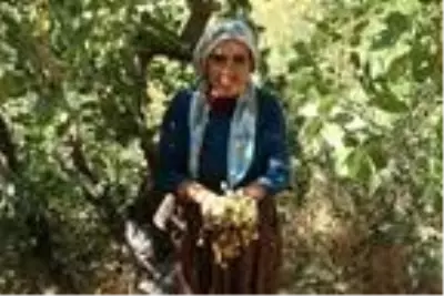 Bitlis'te Siirt fıstığının hasadı başladı Bitlis'te Siirt fıstığının hasadı başladı