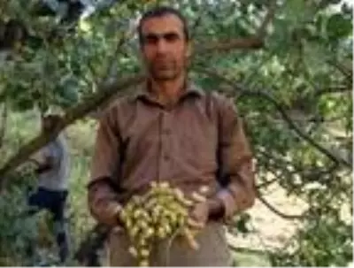 Bitlis'te Siirt fıstığının hasadı başladı Bitlis'te Siirt fıstığının hasadı başladı