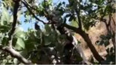 Bitlis'te fıstık aşısı yapılan menengiç ağaçlarından 300 ton rekolte bekleniyor Bitlis'te fıstık aşısı yapılan menengiç ağaçlarından 300 ton rekolte bekleniyor