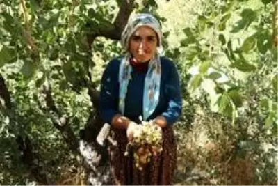 Bitlis'te Siirt fıstığının hasadı başladı Bitlis'te Siirt fıstığının hasadı başladı