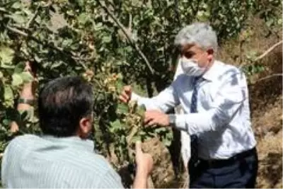 Bitlis'te Siirt fıstığının hasadı başladı Bitlis'te Siirt fıstığının hasadı başladı
