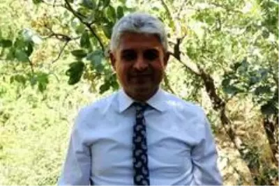 Bitlis'te Siirt fıstığının hasadı başladı Bitlis'te Siirt fıstığının hasadı başladı