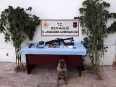 Bolu'da, kenevir yetiştirilen eve operasyon: 2 gözaltı Bolu'da, kenevir yetiştirilen eve operasyon: 2 gözaltı