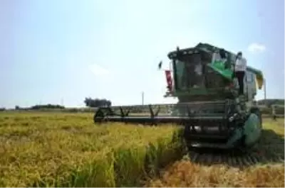 Damlama sulama yöntemi ile yetiştirilen çeltiğin hasadı yapıldı Damlama sulama yöntemi ile yetiştirilen çeltiğin hasadı yapıldı
