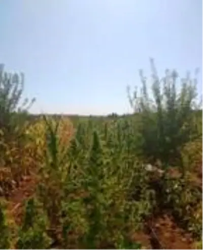 Diyarbakır'da 1.2 ton esrar ele geçirildi; 3 gözaltı Diyarbakır'da 1.2 ton esrar ele geçirildi; 3 gözaltı