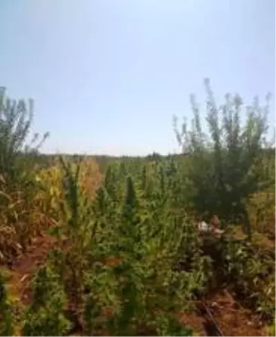 Son dakika haber! Diyarbakır'da dev uyuşturucu operasyonu Son dakika haber! Diyarbakır'da dev uyuşturucu operasyonu