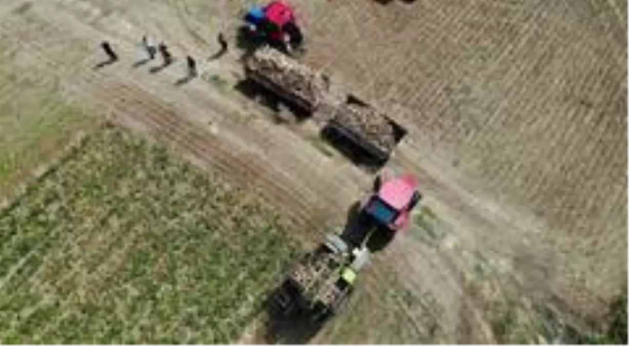 Elazığ'da çiftçiler şeker pancarı mesaisinde