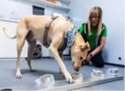 Finlandiya'da eğitimli köpekler Covid-19'u yolcuların terinden tespit edecek Finlandiya'da eğitimli köpekler Covid-19'u yolcuların terinden tespit edecek