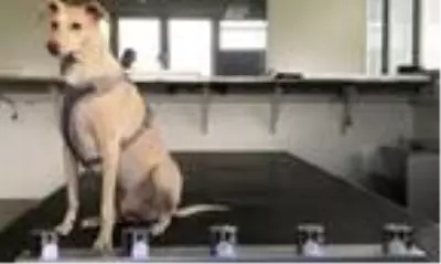 Finlandiya'da eğitimli köpekler Covid-19'u yolcuların terinden tespit edecek Finlandiya'da eğitimli köpekler Covid-19'u yolcuların terinden tespit edecek