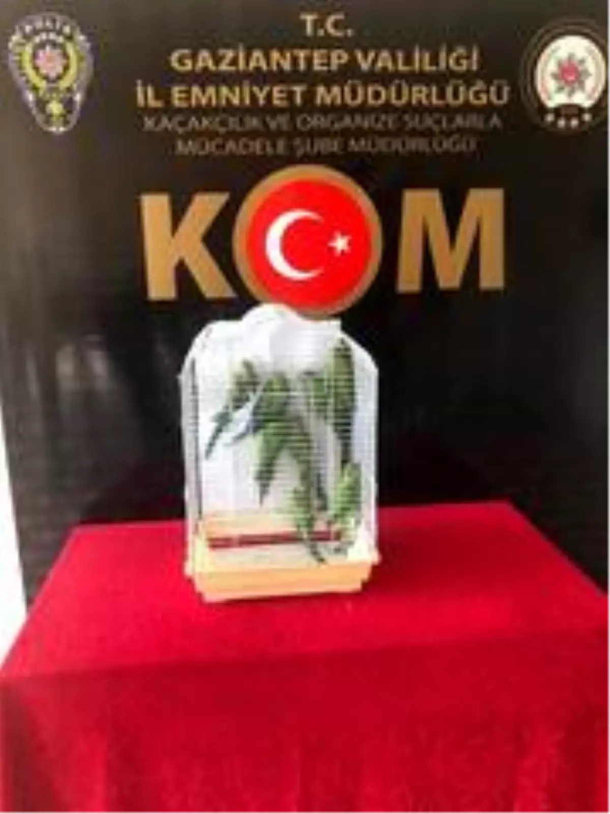 Son dakika 3. sayfa Gaziantep�te 8 Pakistan papağanı ele