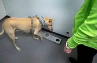 - Helsinki Havalimanı'nda Covid-19'u tespit etmek için eğitimli köpekler kullanılacak - Helsinki Havalimanı'nda Covid-19'u tespit etmek için eğitimli köpekler kullanılacak