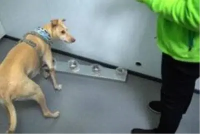 - Helsinki Havalimanı'nda Covid-19'u tespit etmek için eğitimli köpekler kullanılacak - Helsinki Havalimanı'nda Covid-19'u tespit etmek için eğitimli köpekler kullanılacak
