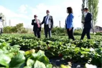 Isparta Aksu'da 500 ton çilek üretimi yapılıyor Isparta Aksu'da 500 ton çilek üretimi yapılıyor