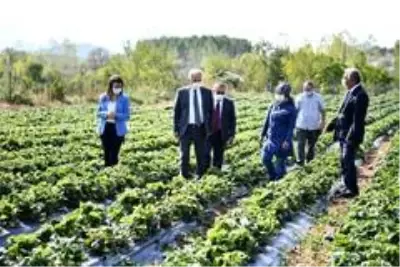 Isparta Aksu'da 500 ton çilek üretimi yapılıyor Isparta Aksu'da 500 ton çilek üretimi yapılıyor