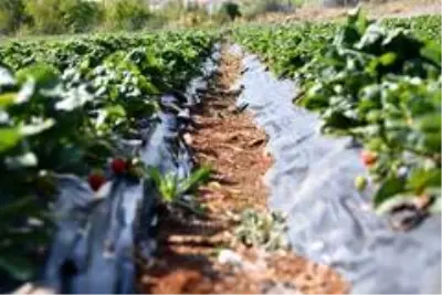Isparta Aksu'da 500 ton çilek üretimi yapılıyor Isparta Aksu'da 500 ton çilek üretimi yapılıyor