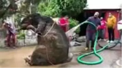 Kanalizasyondan çıkarılan dekor sıçan görenleri şaşkına çevirdi Kanalizasyondan çıkarılan dekor sıçan görenleri şaşkına çevirdi