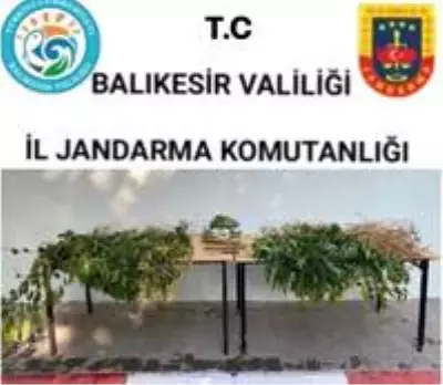 Son Dakika: Kepsut'ta ormanlık alanda uyuşturucu operasyonu Son Dakika: Kepsut'ta ormanlık alanda uyuşturucu operasyonu