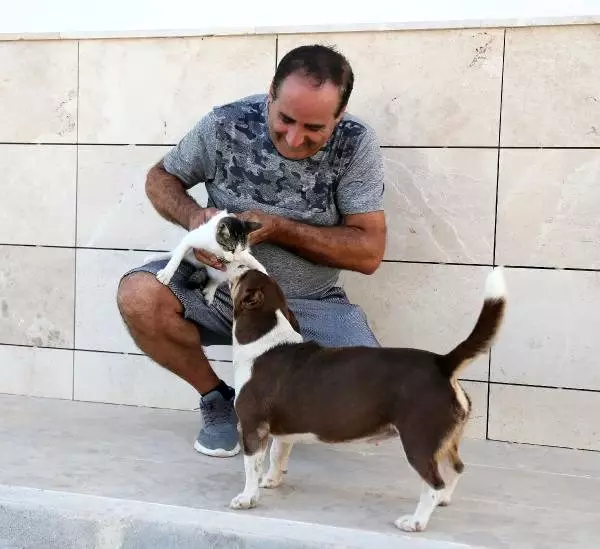 Köpek �Max�, üç yavru kediye annelik yapıyor Haberler