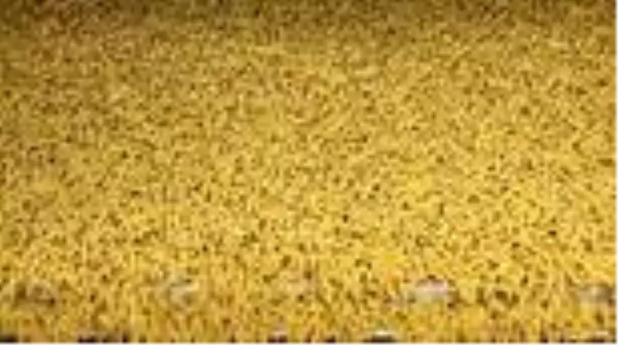 Makarna üreticileri 8 ayda 500 milyon dolarlık ihracat yaptı