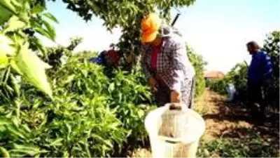 Manisa'nın ünlü biberinde üretim azaldı
