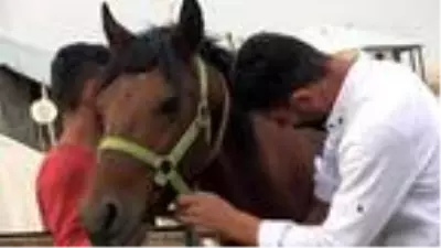 Nalçakar ailesi, 3 kuşaktır atlara nal çakıyor Nalçakar ailesi, 3 kuşaktır atlara nal çakıyor