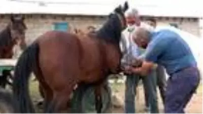 Nalçakar ailesi, 3 kuşaktır atlara nal çakıyor Nalçakar ailesi, 3 kuşaktır atlara nal çakıyor