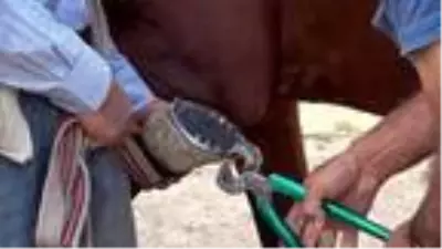 Nalçakar ailesi, 3 kuşaktır atlara nal çakıyor Nalçakar ailesi, 3 kuşaktır atlara nal çakıyor