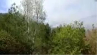 Otomobilde çıkan yangın ormanlık alana sıçradı Otomobilde çıkan yangın ormanlık alana sıçradı