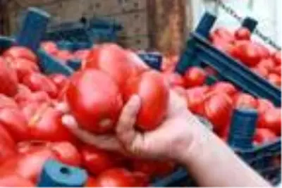Salçalık domatesin kasası halde 15 lira Salçalık domatesin kasası halde 15 lira
