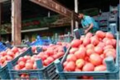Salçalık domatesin kasası halde 15 lira Salçalık domatesin kasası halde 15 lira