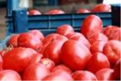 Salçalık domatesin kasası halde 15 lira Salçalık domatesin kasası halde 15 lira