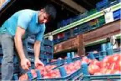Salçalık domatesin kasası halde 15 lira Salçalık domatesin kasası halde 15 lira