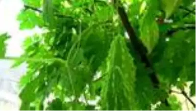 Serada yetiştirdikleri kudret narı için sipariş yağıyor Serada yetiştirdikleri kudret narı için sipariş yağıyor