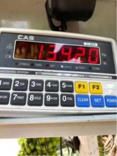 Serasında bir hevenkte 134 kilogram muz üretti Serasında bir hevenkte 134 kilogram muz üretti