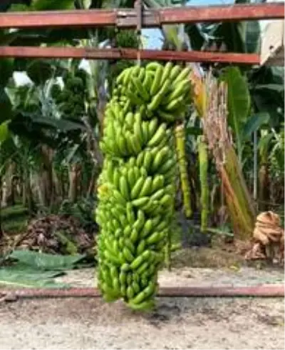 Serasında bir hevenkte 134 kilogram muz üretti Serasında bir hevenkte 134 kilogram muz üretti